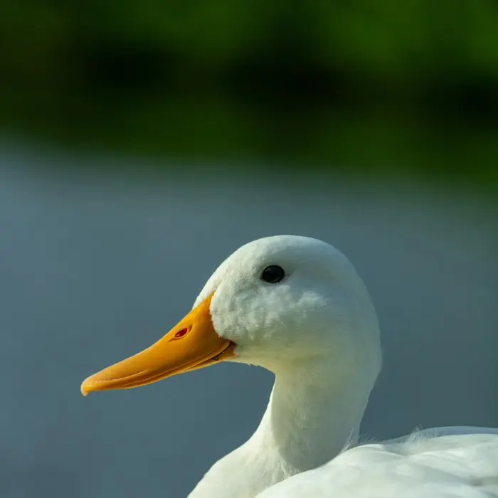 Weiße Ente im Porträt