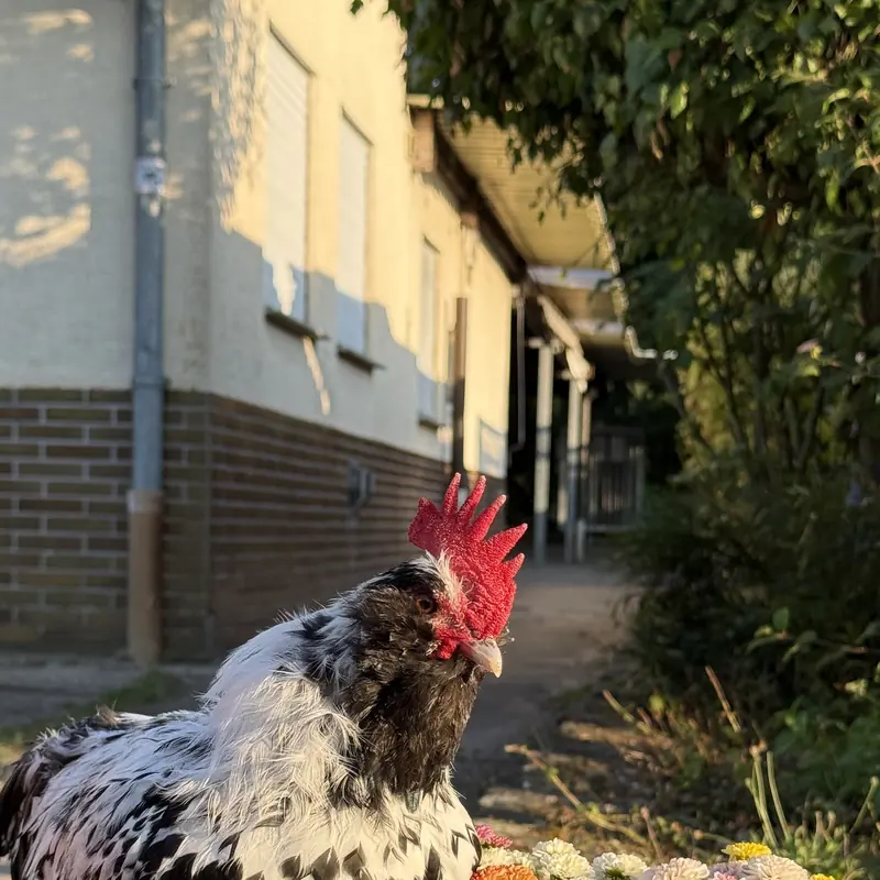 Hahn zwischen Blumen im Vereinsgelände