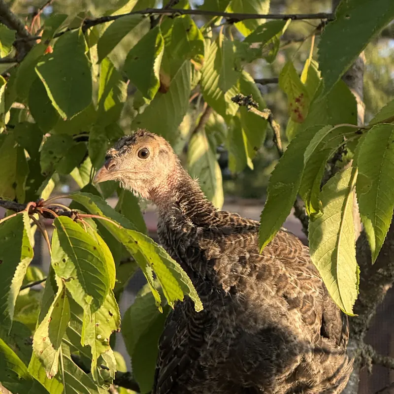 Junge Pute im Kirschbaum
